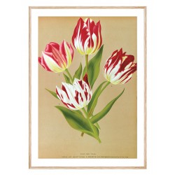 Комплект постеров в рамках "Botanical. Flowers"