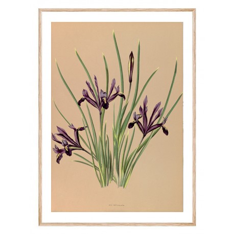Комплект постеров в рамках "Botanical. Flowers"