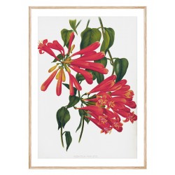 Комплект постеров в рамках "Botanical. Flowers"