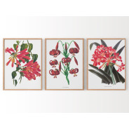 Комплект постеров в рамках "Botanical. Flowers"