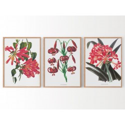 Комплект постерів в рамках "Botanical. Flowers"