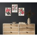 Комплект постеров в рамках "Botanical. Flowers"