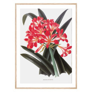 Комплект постеров в рамках "Botanical. Flowers"