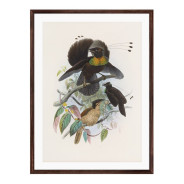 Комплект постеров в рамках "Botanical. Birds"