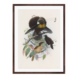 Комплект постерів в рамках "Botanical. Birds"