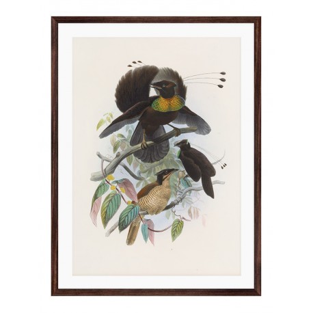 Комплект постеров в рамках "Botanical. Birds"