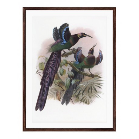 Комплект постеров в рамках "Botanical. Birds"