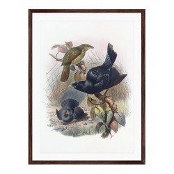 Комплект постерів в рамках "Botanical. Birds"