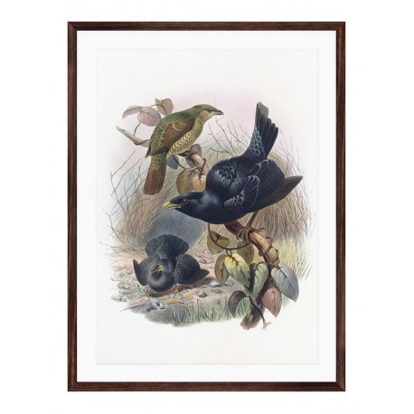 Комплект постерів в рамках "Botanical. Birds"