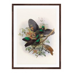 Комплект постерів в рамках "Botanical. Birds"