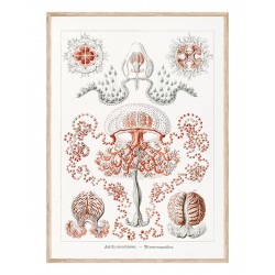 Комплект постерів в рамках "Старовинні ілюстрації. Nautical"