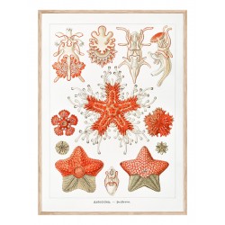 Комплект постеров в рамках "Винтажные иллюстрации. Nautical"