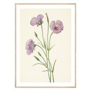 Комплект постеров в рамках "Винтажные иллюстрации. Flowers"