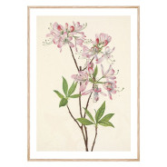 Комплект постеров в рамках "Винтажные иллюстрации. Flowers"