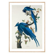 Комплект постерів в рамках "Botanical. Birds"