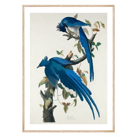 Комплект постерів в рамках "Botanical. Birds"