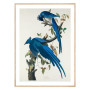 Комплект постеров в рамках "Botanical. Birds"