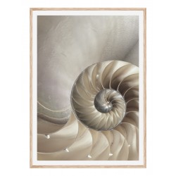 Постер "Nautilus Shell"