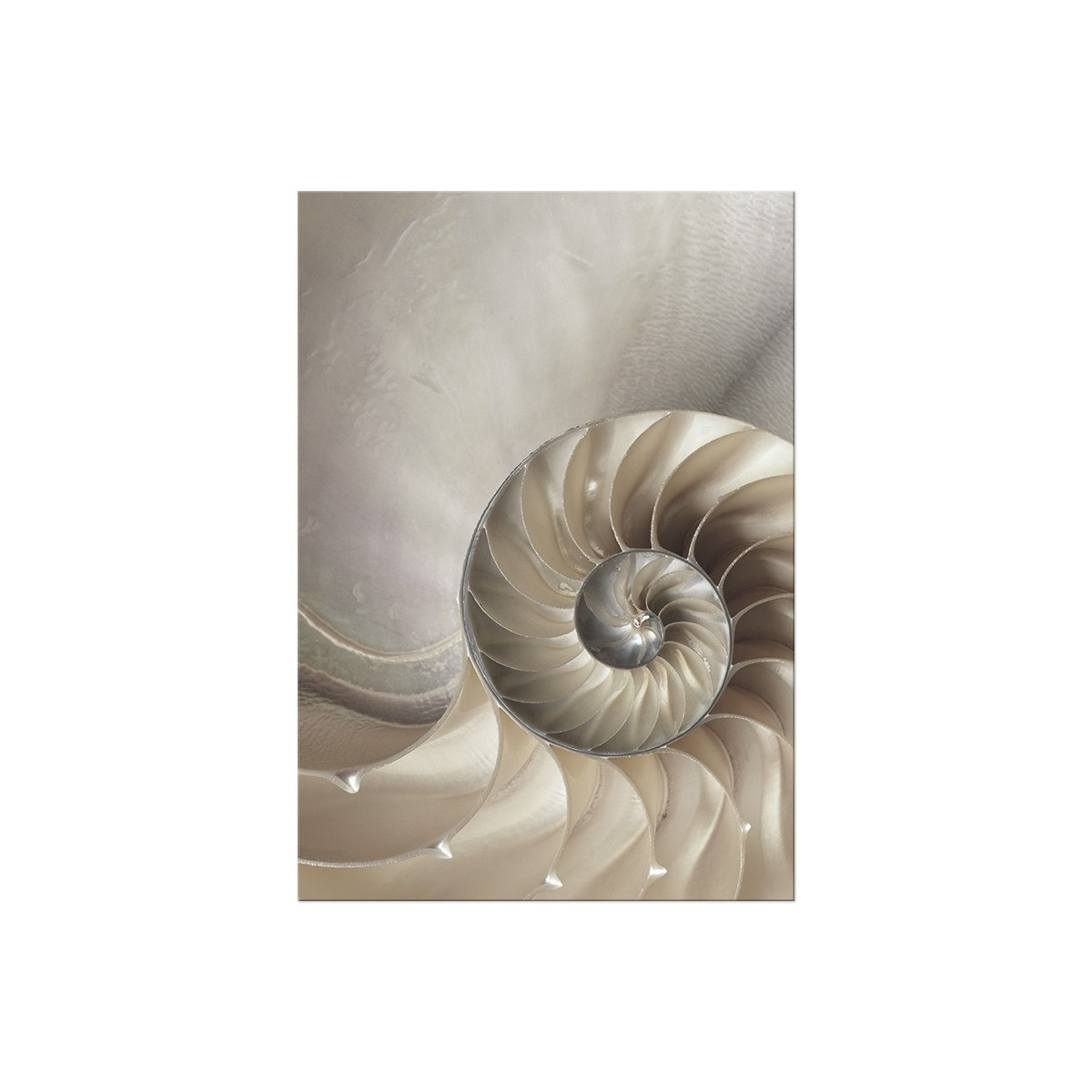 Постер "Nautilus Shell"