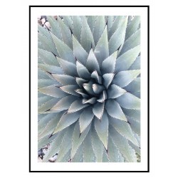 Постер "Блакитна агава"