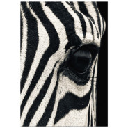 Постер "Zebra"