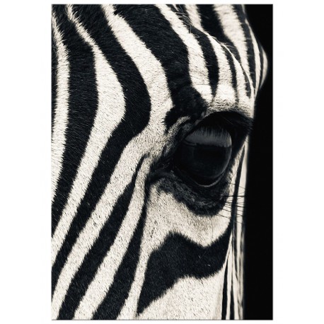 Постер "Zebra"