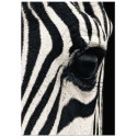 Постер "Zebra"