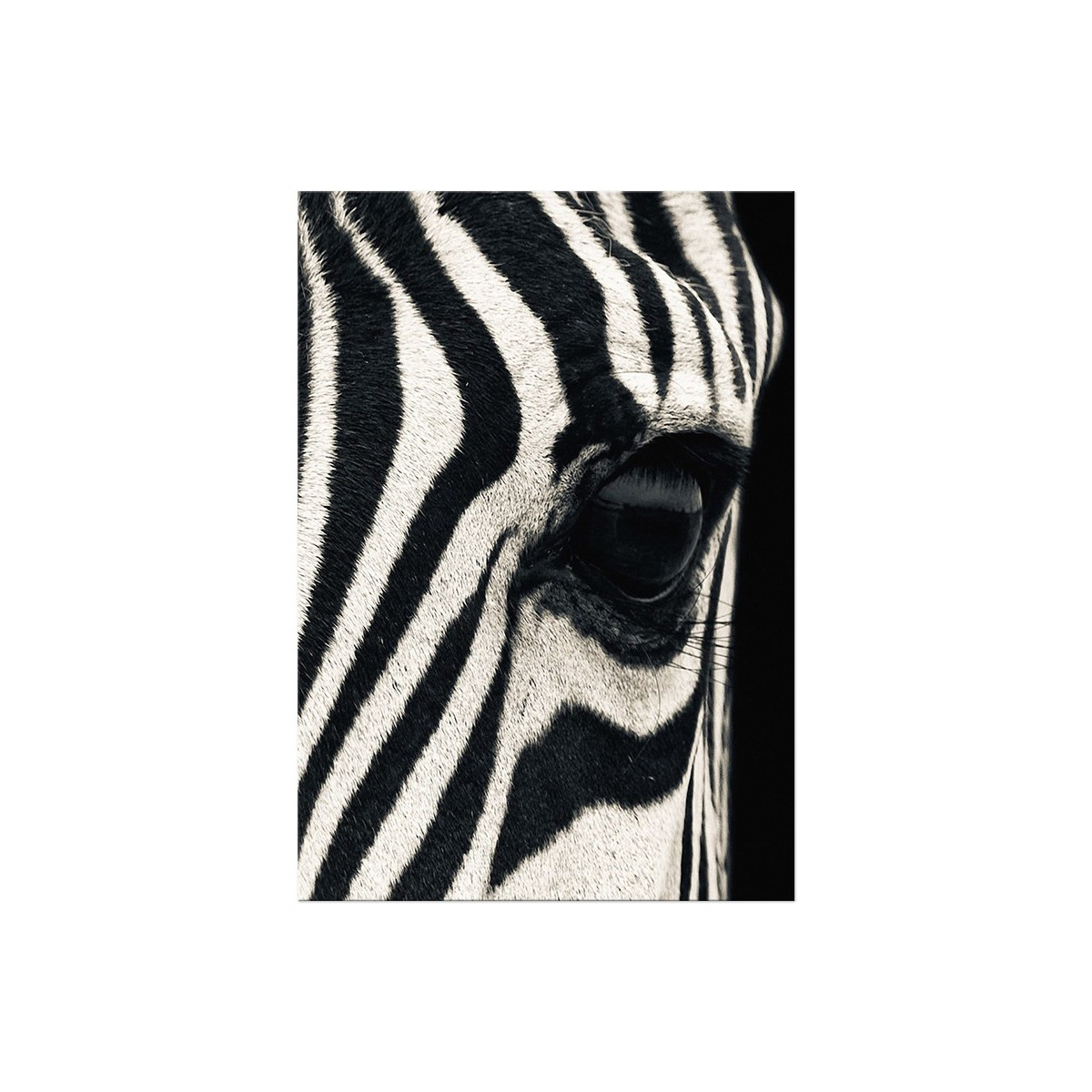 Постер "Zebra"