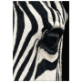 Постер "Zebra"