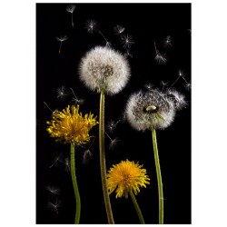 Комплект постеров "Easy"