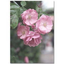 Постер "Rose"