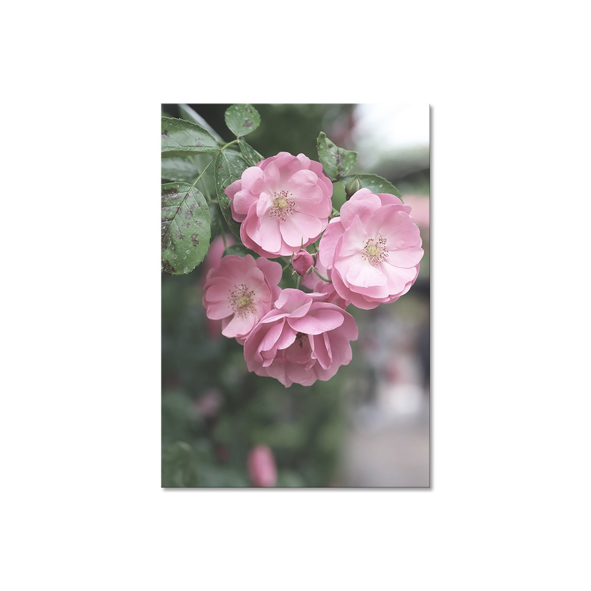 Постер "Rose" Постер "Rose"