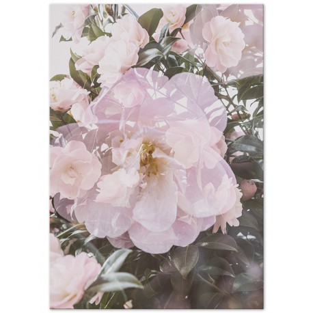 Постер "Rose"
