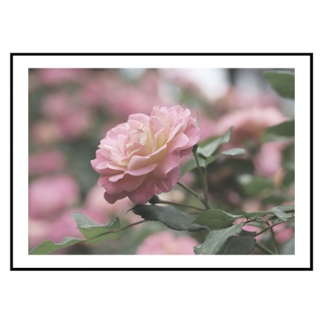 Постер "Rose"