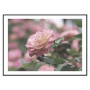 Постер "Rose"