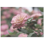Постер "Rose"