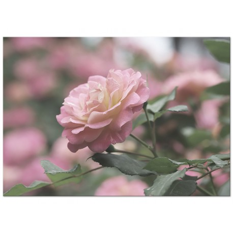 Постер "Rose"