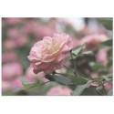 Постер "Rose"
