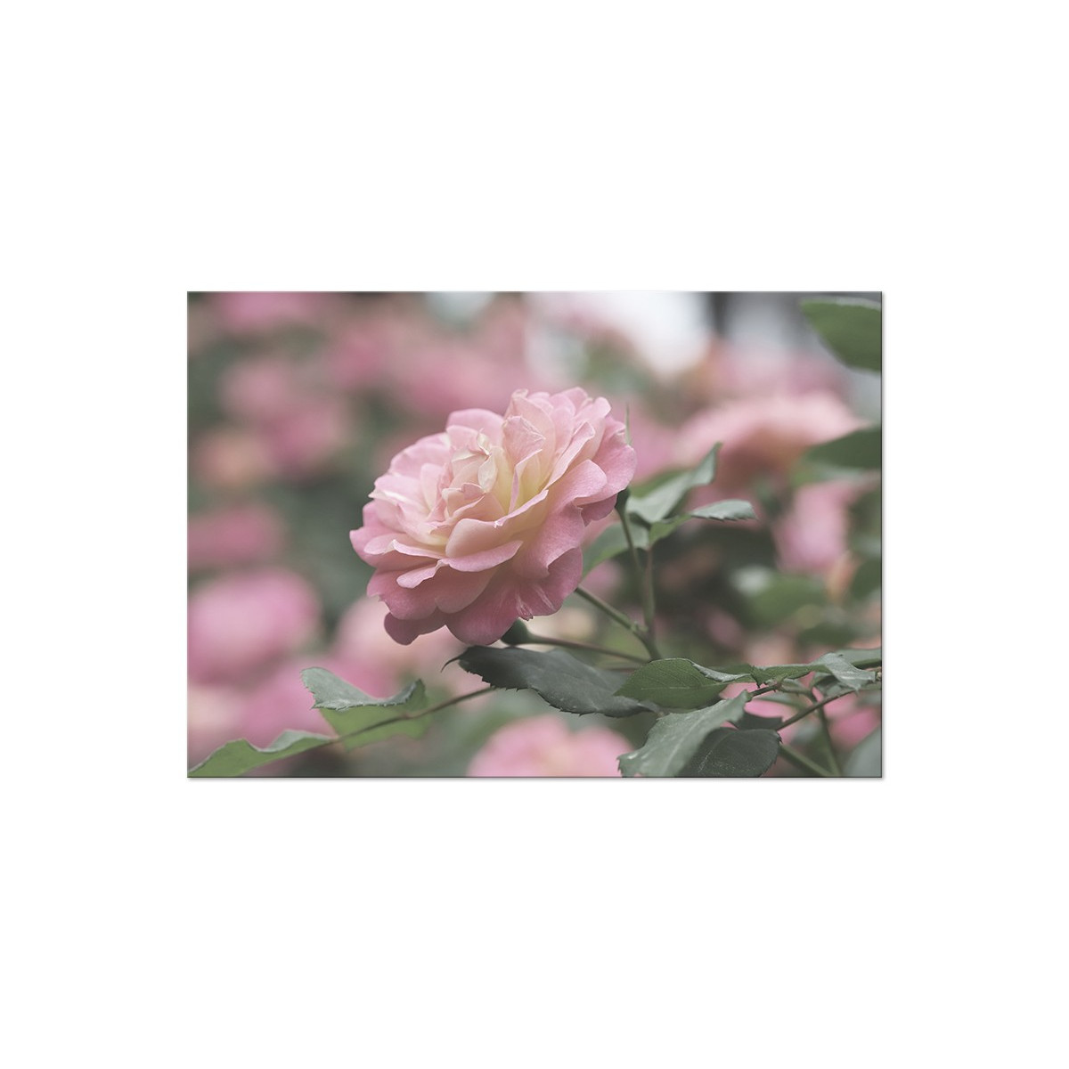 Постер "Rose"