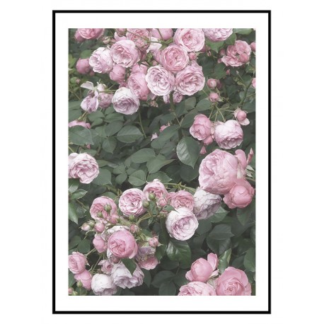 Постер "Rose"
