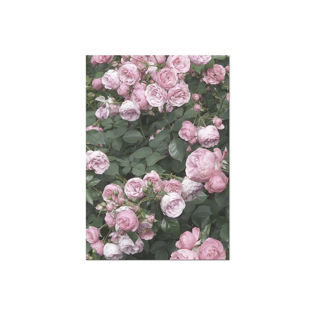 Постер "Rose"