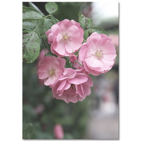 Комплект постеров "Rose"