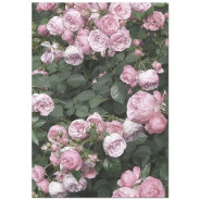 Комплект постеров "Rose"