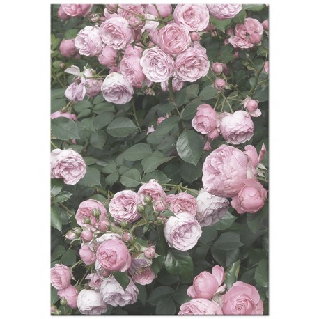 Комплект постеров "Rose"