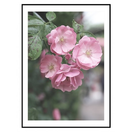 Комплект постеров в рамках "Rose"