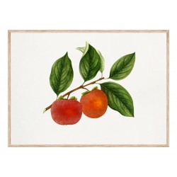 Постер "Ветка хурмы"