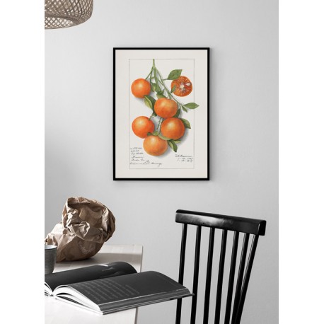 Постер "Orange Fruit"