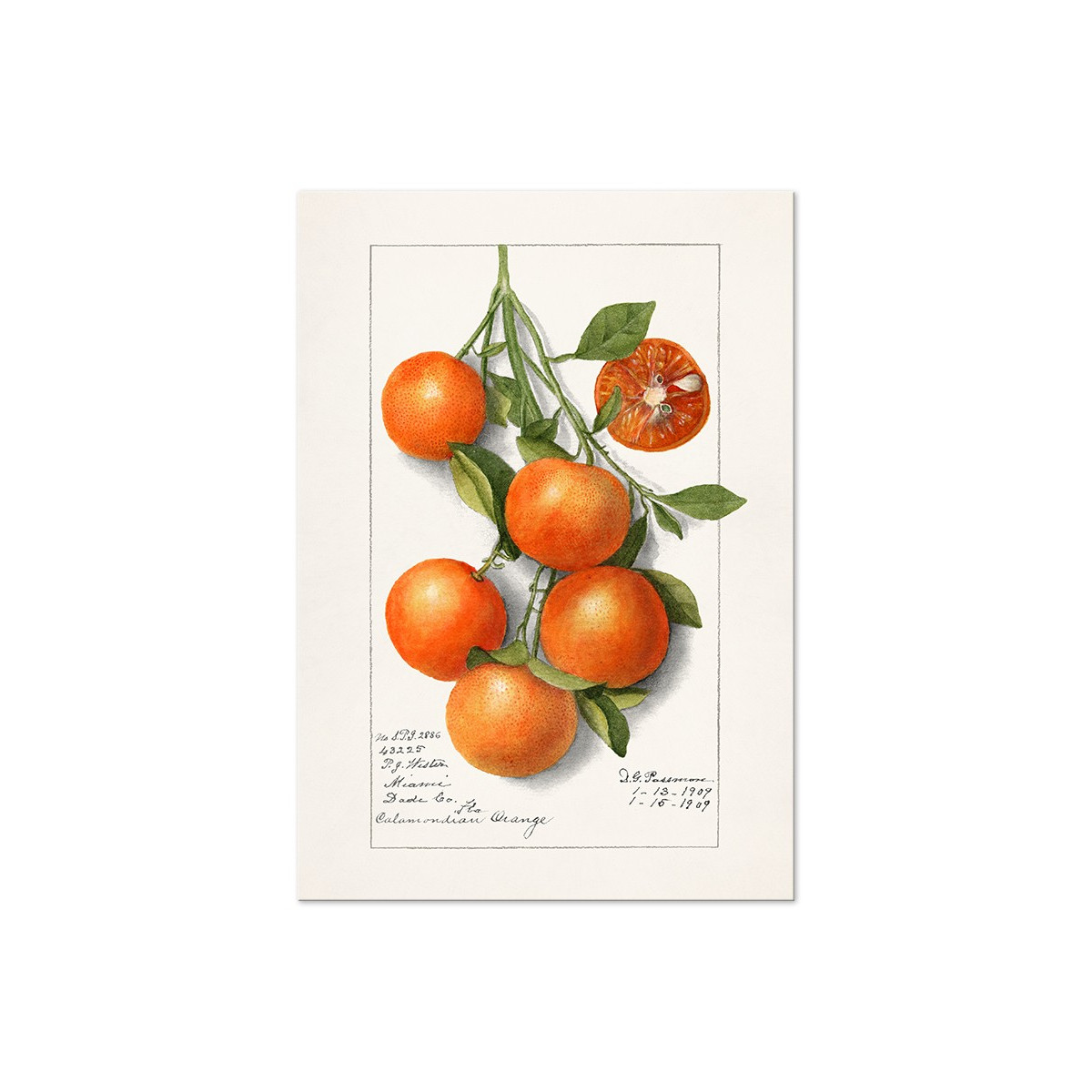 Постер "Orange Fruit"