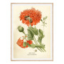 Постер "Opium poppy Art"