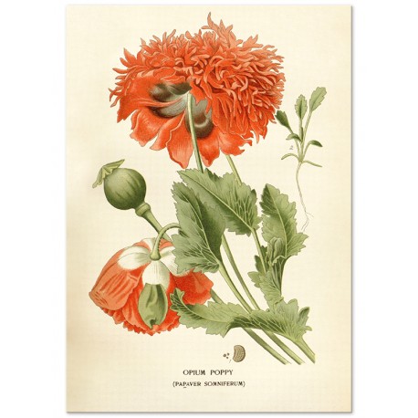 Постер "Opium poppy Art"